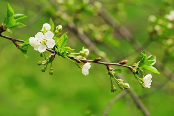 Fiori di ciliegio — Foto Stock