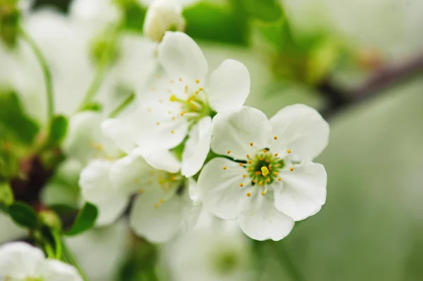 Kersenboom bloemen — Stockfoto