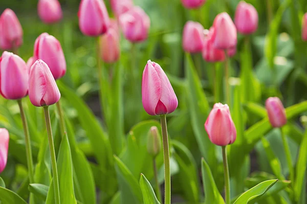 Rosa schöne Tulpen — Stockfoto