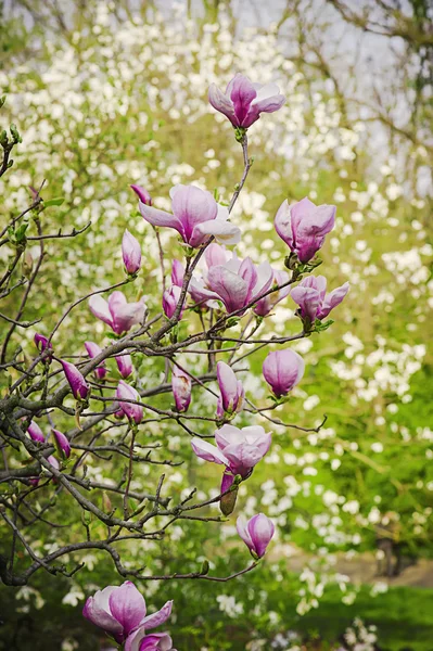 Magnolia fleurs — Photo