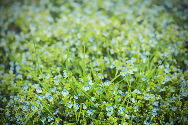 Vergeet-mij-niet bloemen. — Stockfoto