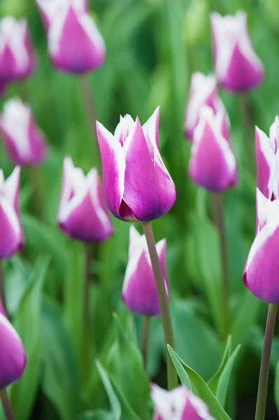 Tulipanes violetas —  Fotos de Stock