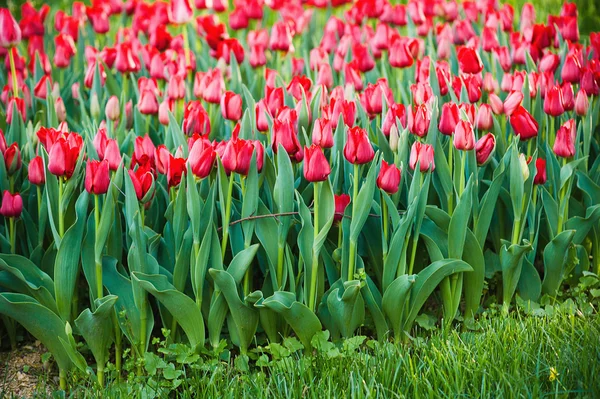 Rojo hermosos tulipanes — Foto de Stock