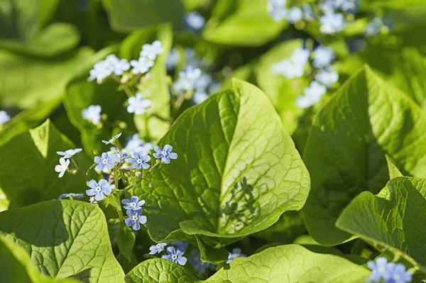 Olvídame de las flores. — Foto de Stock