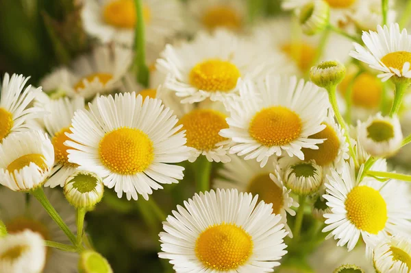 Summer flowers — Stock Photo, Image