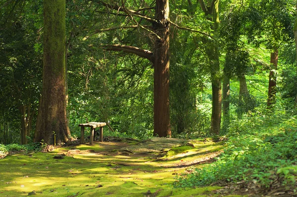 Green summer forest with bench