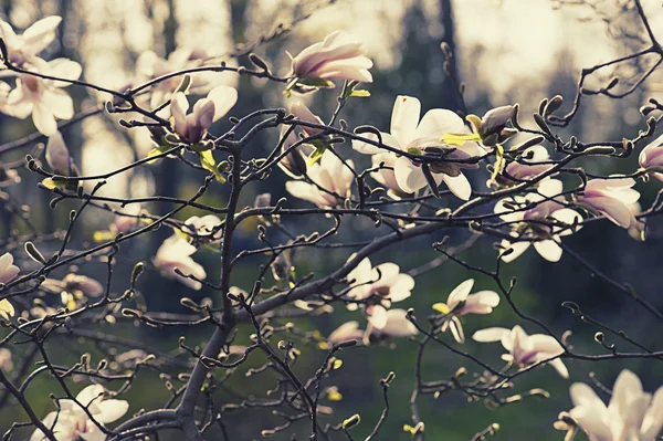 Flores de magnolia —  Fotos de Stock