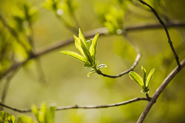 Sunny green leaves — Stock Photo, Image