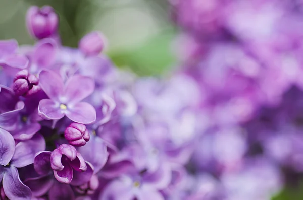 Lilac flowers background — Stock Photo, Image