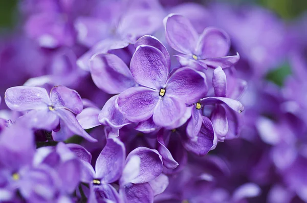 ライラックの花の背景 — ストック写真