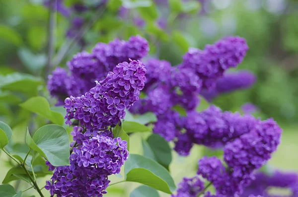 Förgrenade lila blommor — Stockfoto