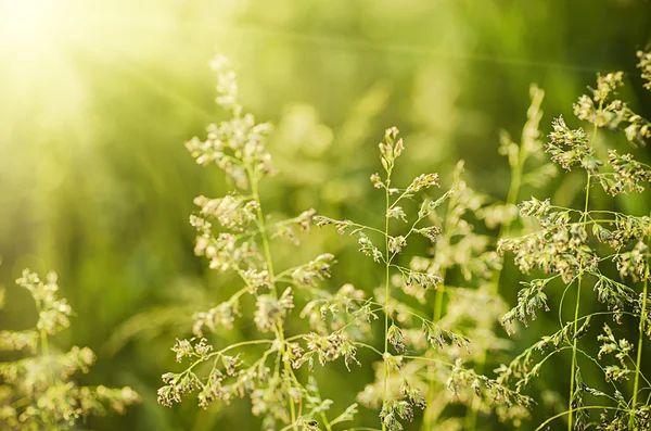 Sunny field — Stock Photo, Image