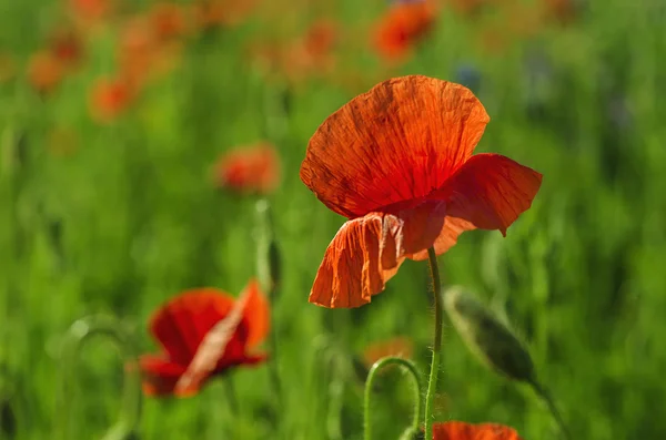 Amapola en un campo — Foto de Stock