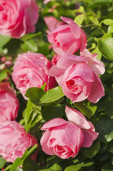 Rosas cor de rosa — Fotografia de Stock