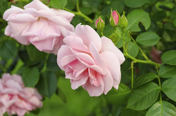 Pink rose — Stock Photo, Image