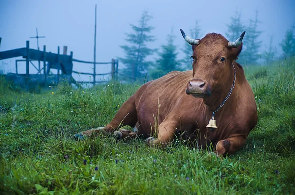 Milchkuh liegt auf Weide — Stockfoto