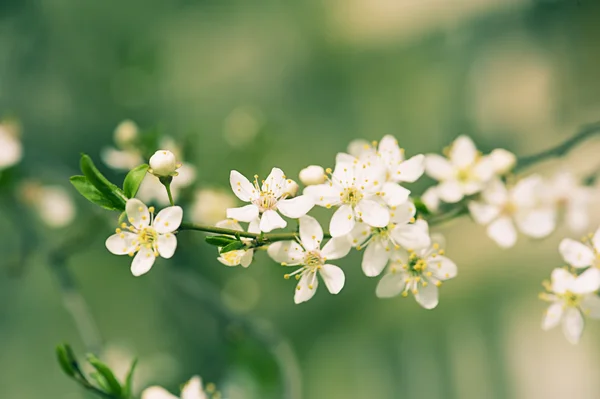 梅のヴィンテージの花 — ストック写真