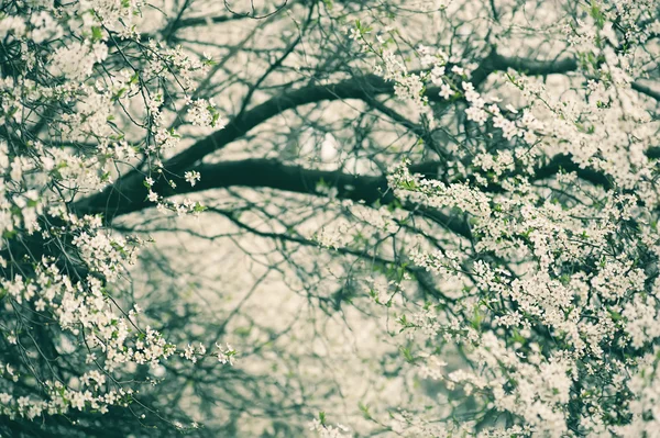 Pruimenoogstbloemen — Stockfoto