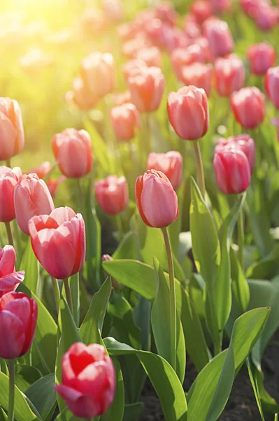 Rode mooie tulpen — Stockfoto