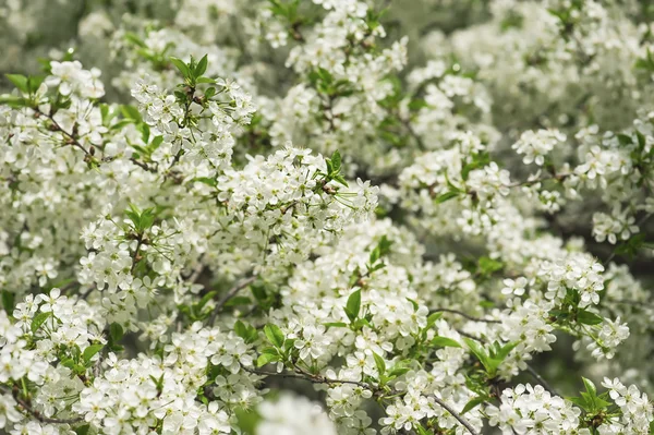 Kersenboom bloemen — Stockfoto