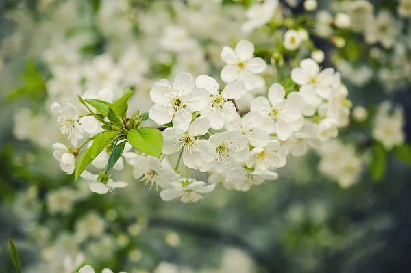 Kersenboom bloemen — Stockfoto