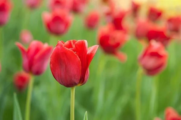 Red beautiful tulips — Stock Photo, Image