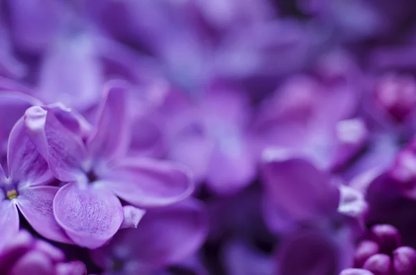 Lilac blommor bakgrund Royaltyfria Stockbilder