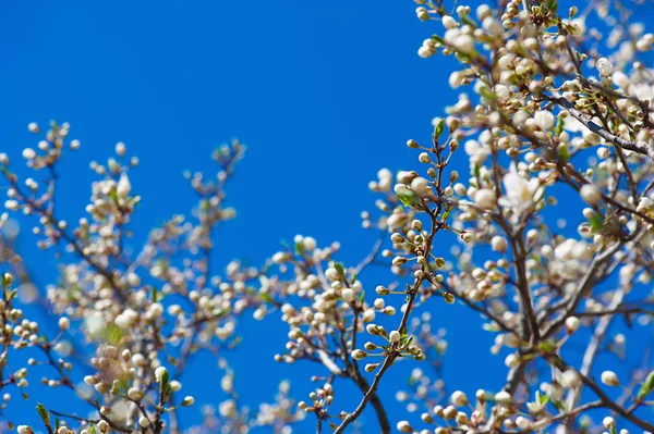 Aprikos trädblomma — Stockfoto