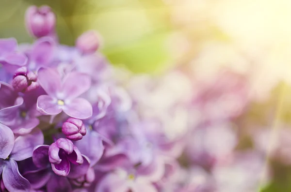 Fondo de flores lila — Foto de Stock
