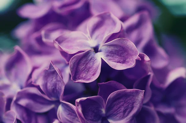 Lilac blommor bakgrund — Stockfoto