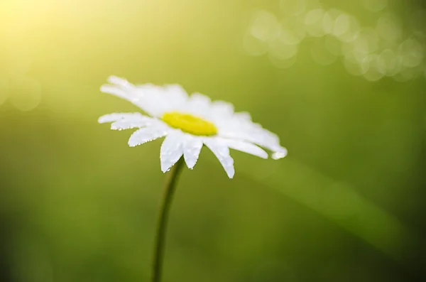 Flores de camomila selvagens — Fotografia de Stock