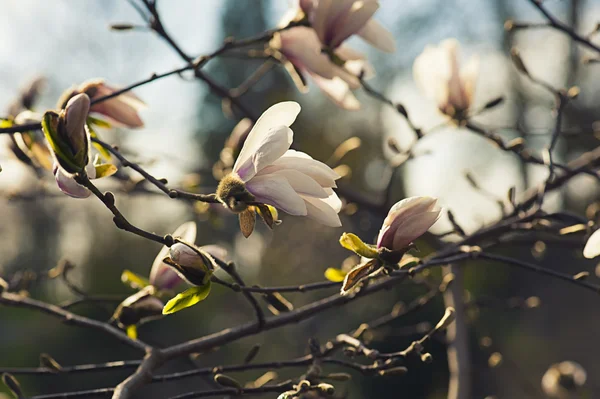 Magnolia λουλούδια — Φωτογραφία Αρχείου