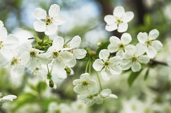 Flores de cerezo — Foto de Stock