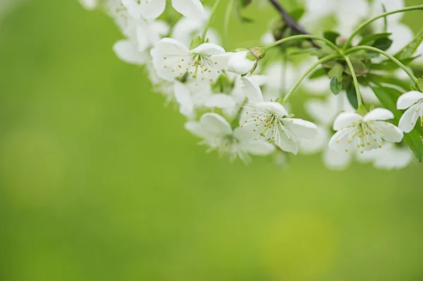 Fondo de primavera —  Fotos de Stock