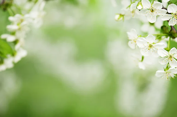 Primavera sfondo — Foto Stock