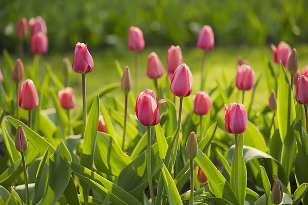 Roze mooie tulpen — Stockfoto