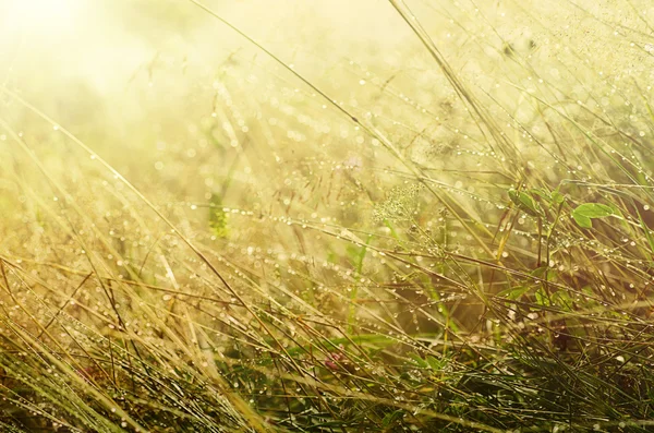 Morgenschönheit — Stockfoto