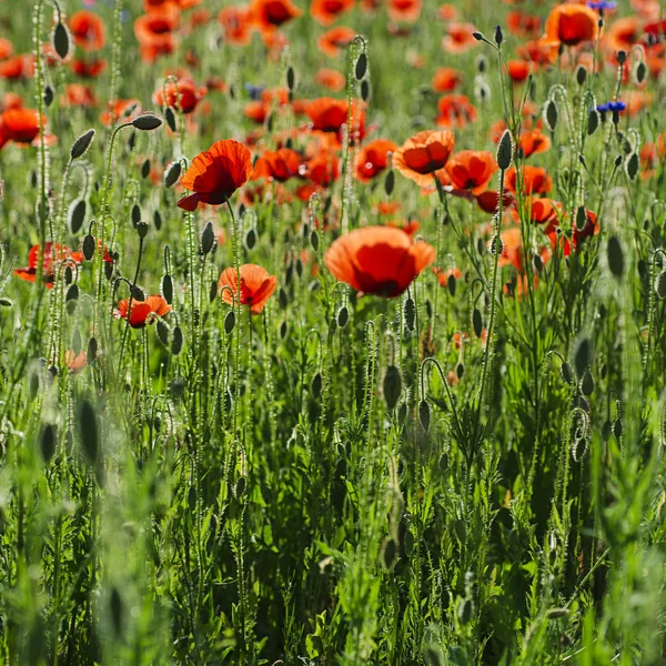 Amapola en un campo — Foto de Stock