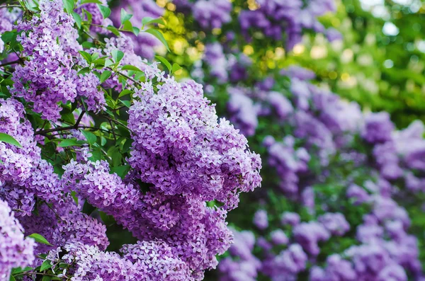 Branch of lilac flowers — Stock Photo, Image