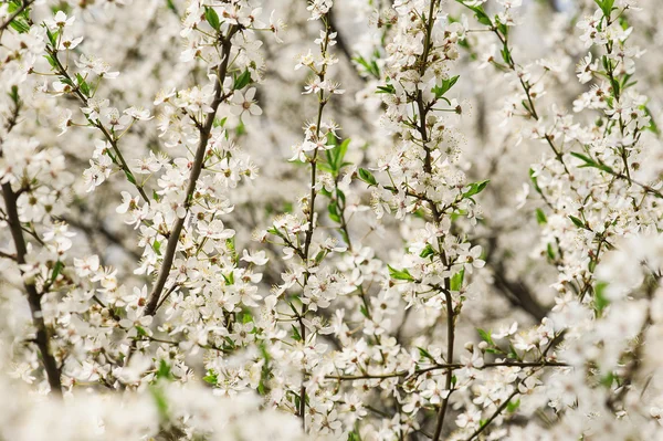 Fiori di prugna — Foto Stock