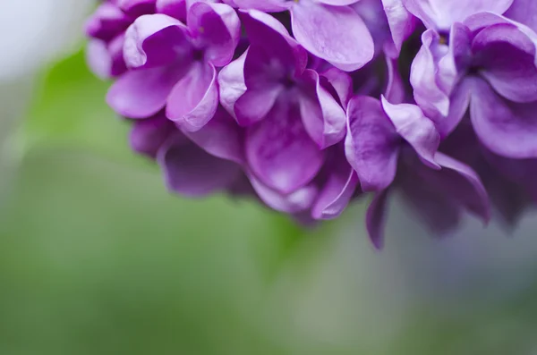 Fondo de flores lila — Foto de Stock