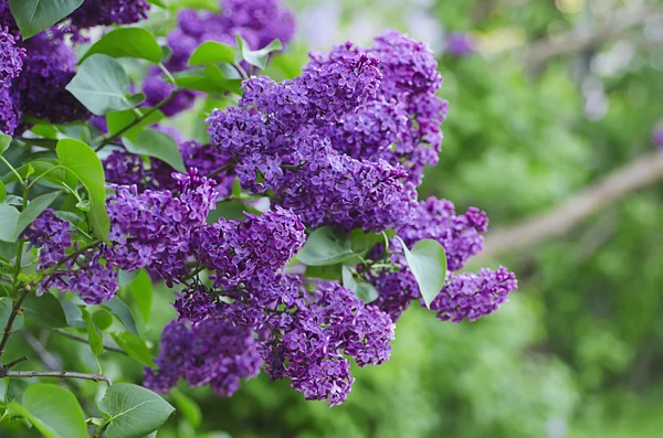 Förgrenade lila blommor — Stockfoto