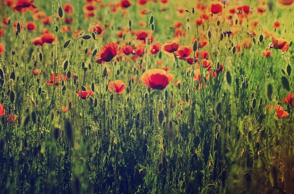 Mohn auf einem Feld — Stockfoto