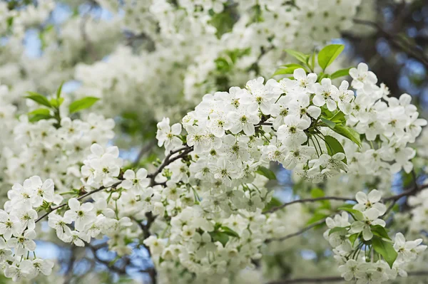 Cherry bloemen — Stockfoto