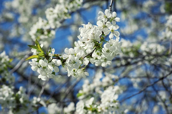 Flores de cereja — Fotografia de Stock