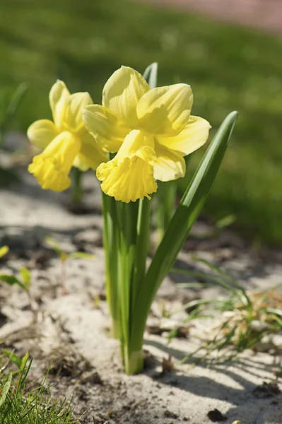 Vackra gula påskliljor — Stockfoto