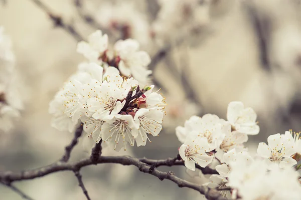 Apricot tree flower — Stock Photo, Image