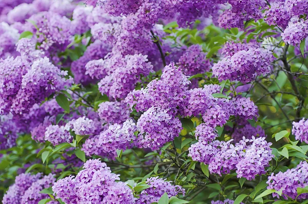 Tak van lila bloemen — Stockfoto