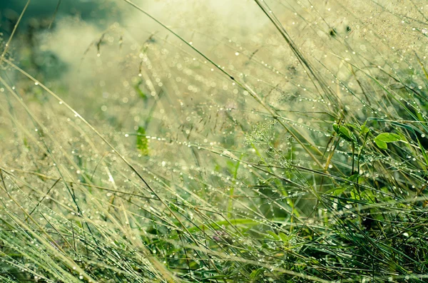 Beleza matinal — Fotografia de Stock