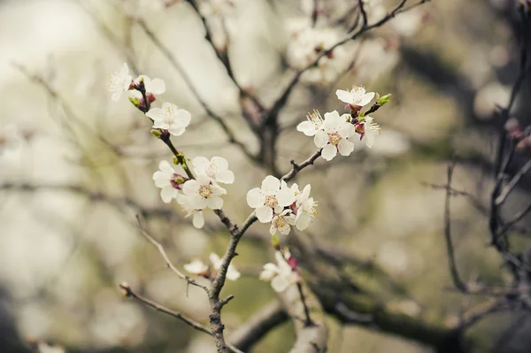 アプリコットの木の花 — ストック写真